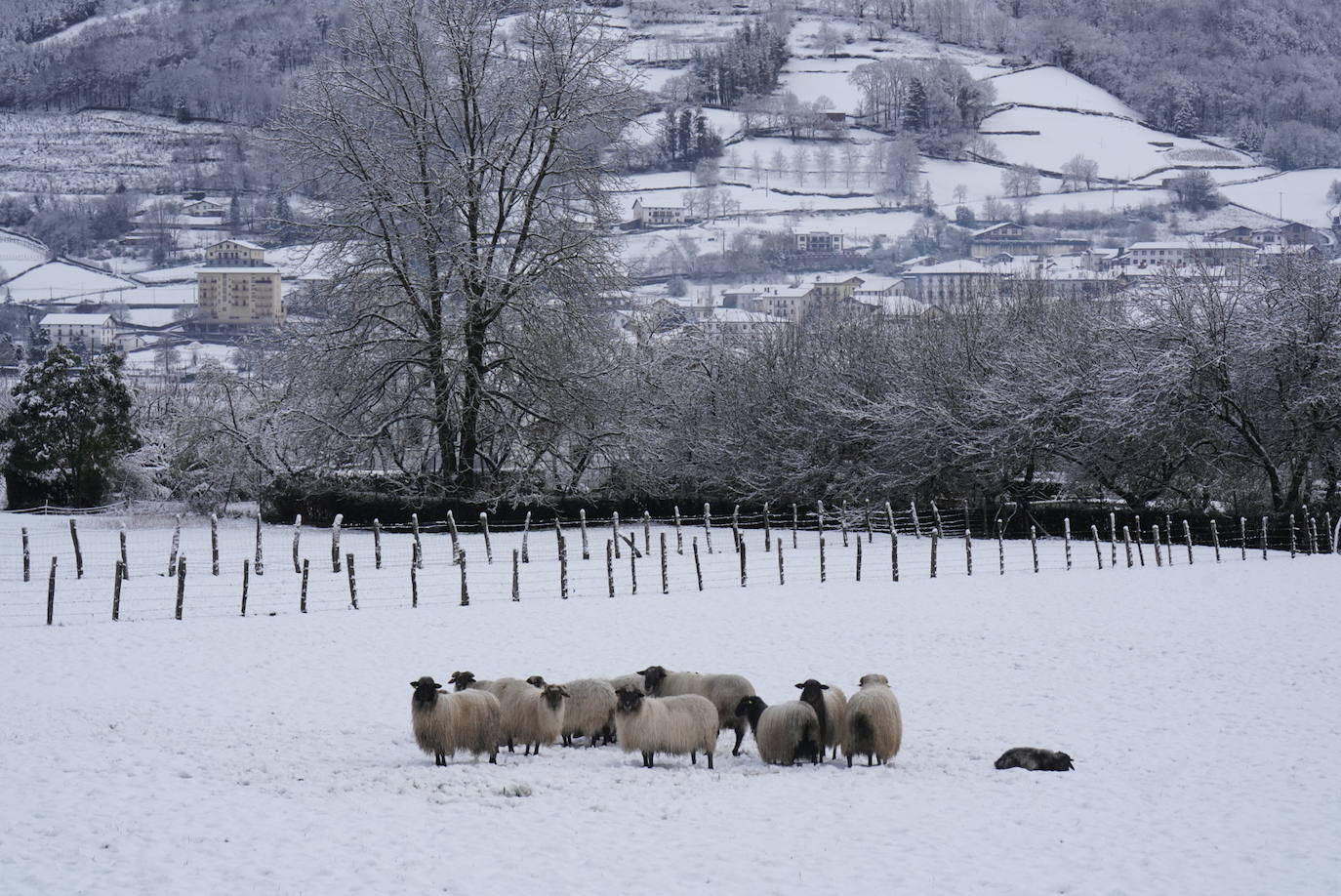 Las ovejas en los campos de Berastegi. 