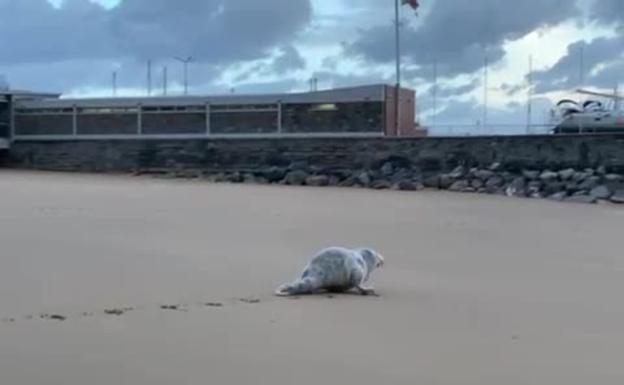 El pequeño ejemplar, en el arenal getariarra.