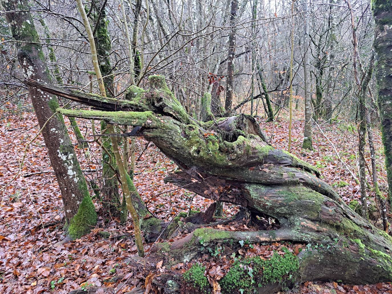 Fotos: Ixkier, el agua marca el ritmo de Larraun