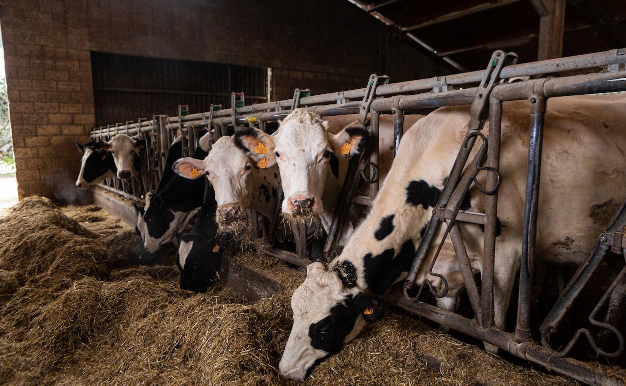 Vacas en un casererío de Ordizia.