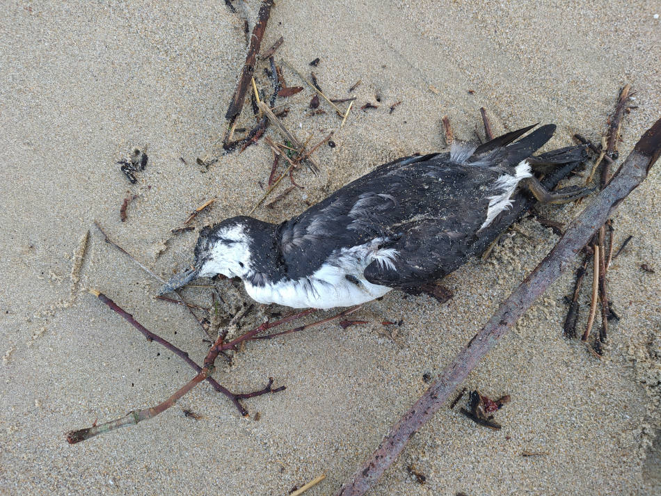 Un arao común, fallecido en la playa de Zurriola.