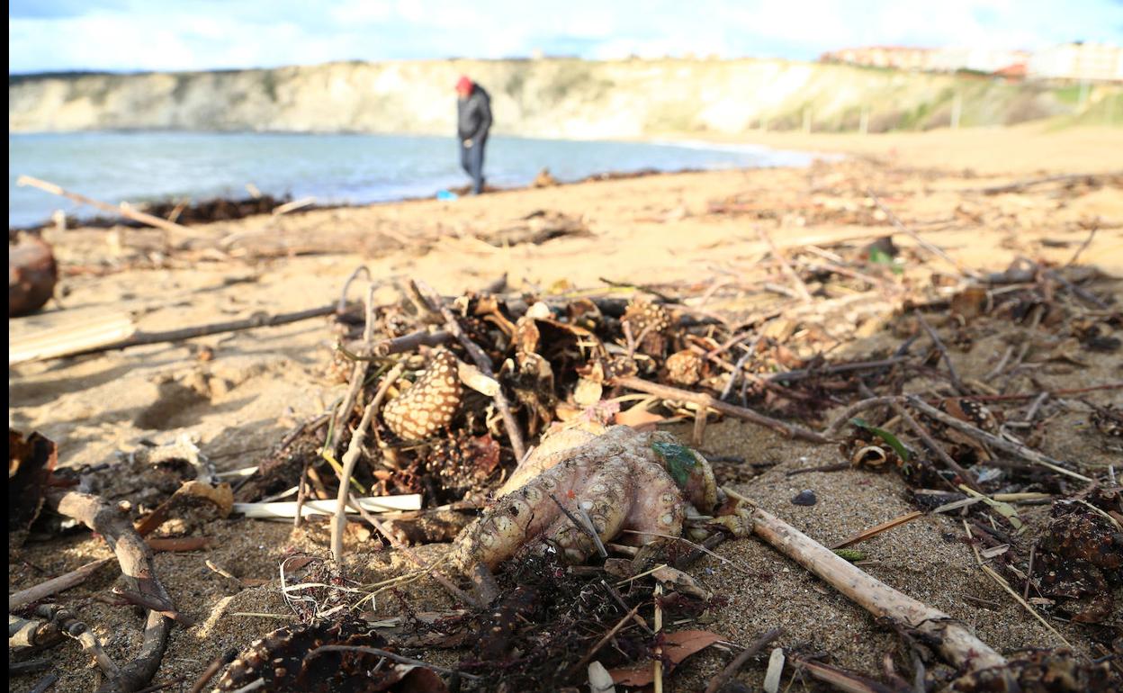 Uno de los pulpos que arrastró la marea.