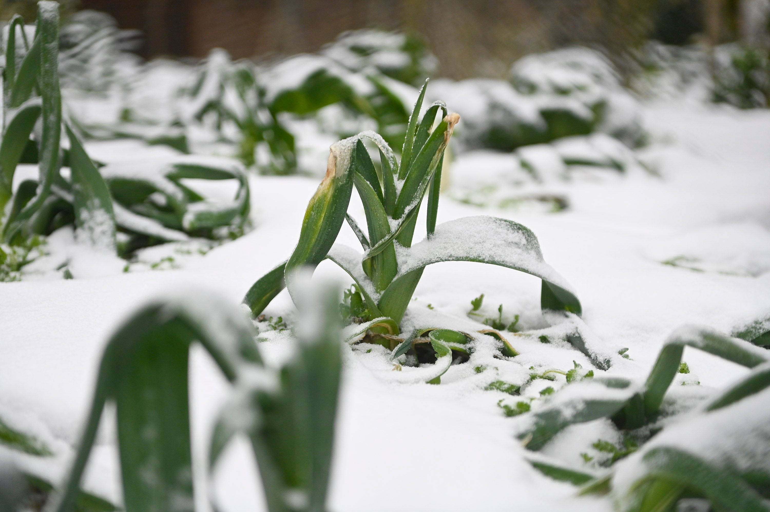 Fotos: Frío y nieve en Etzegarate