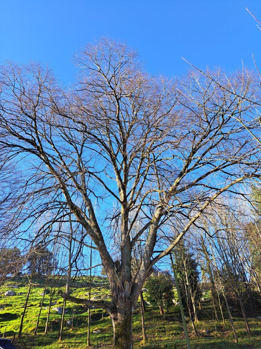 Fotos: Ertxiña, con los ojos en la Suiza del Urola