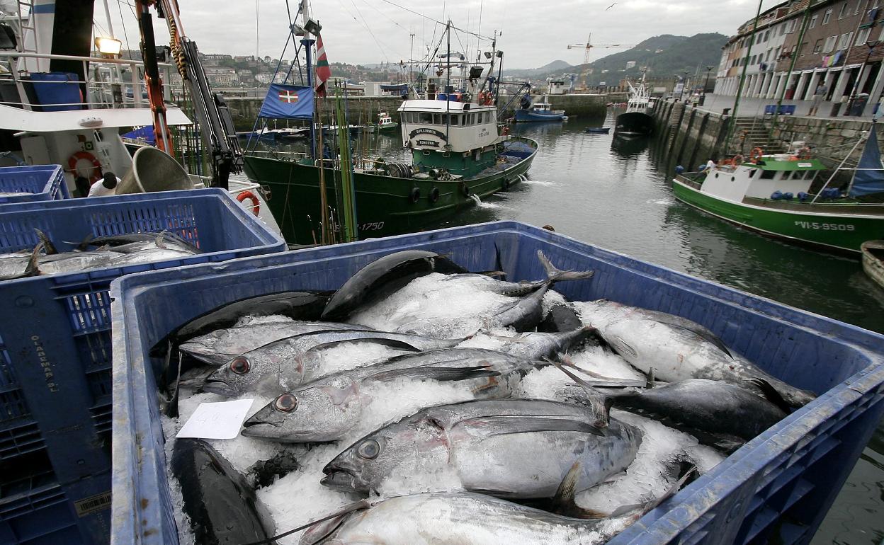 Descarga de bonito en el puerto de San Sebastián.