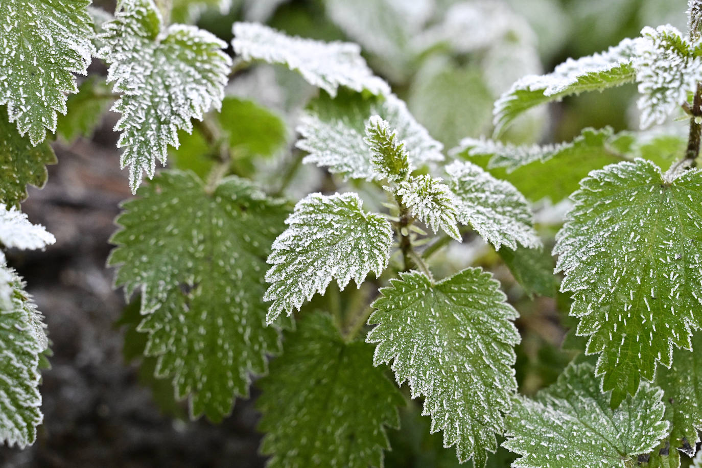 Frío y cielos despejados