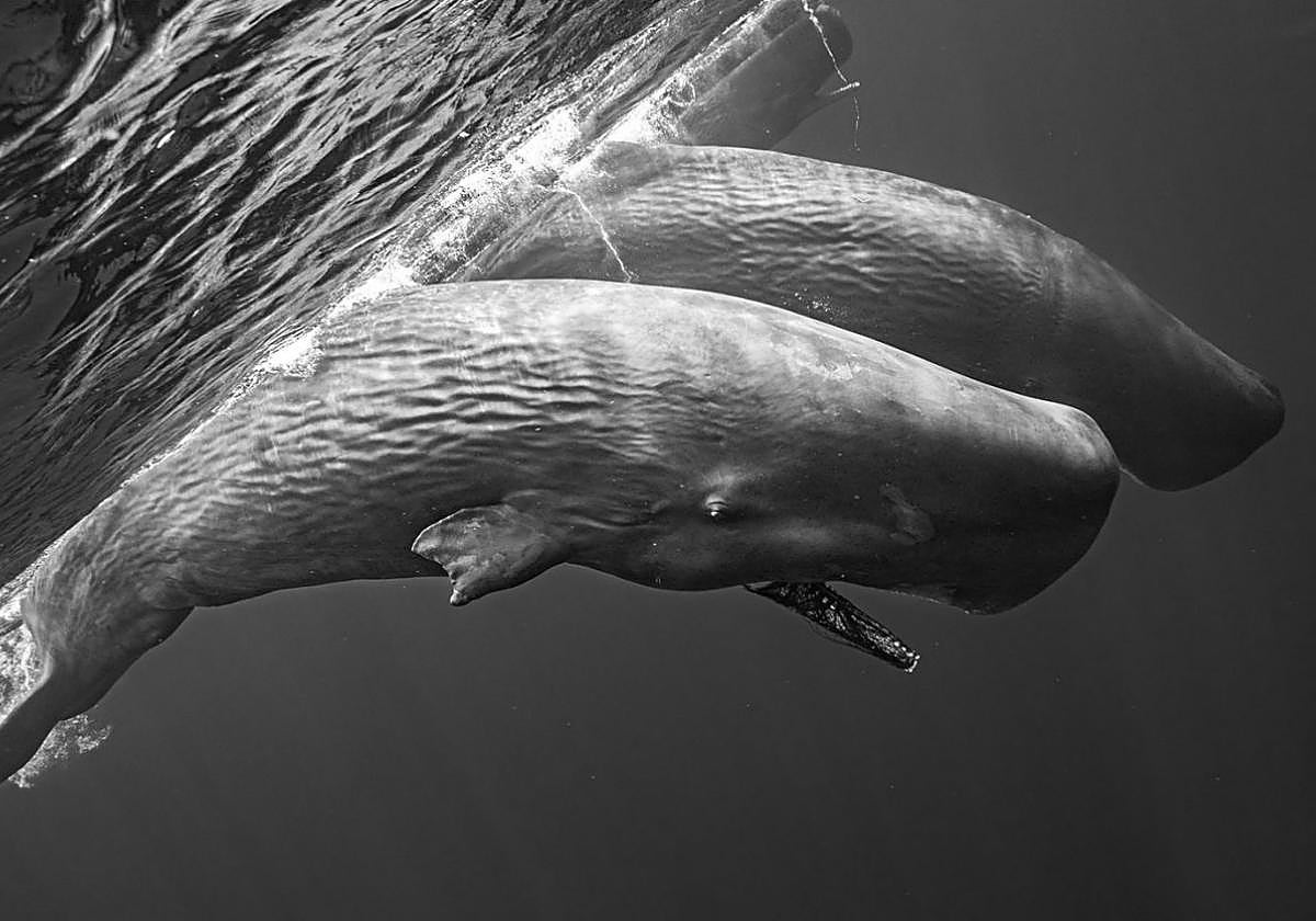 La madrileña Merche Llobera Rodríguez ganó el 1º premio, con barandilla de oro, en el la sección de fotografía del certamen.