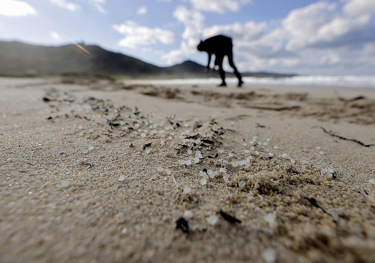 Pélets recogidos en las playas de Galicia.