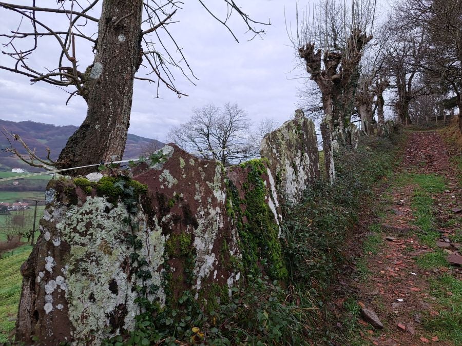 Ipuliño, hayas, pinos, robles y demás árboles en la muga de Gipuzkoa y Navarra