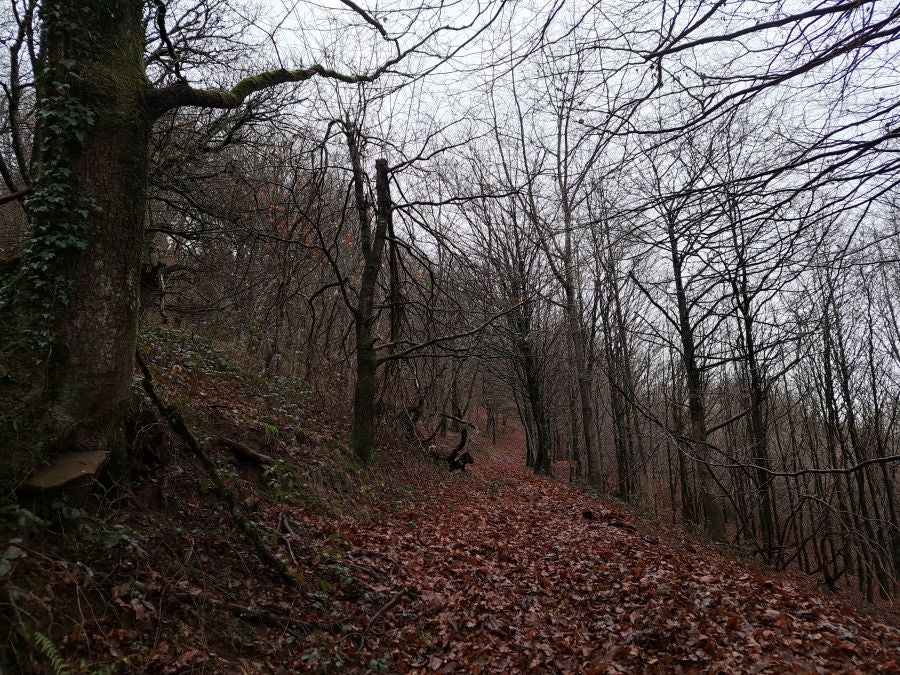 Ipuliño, hayas, pinos, robles y demás árboles en la muga de Gipuzkoa y Navarra