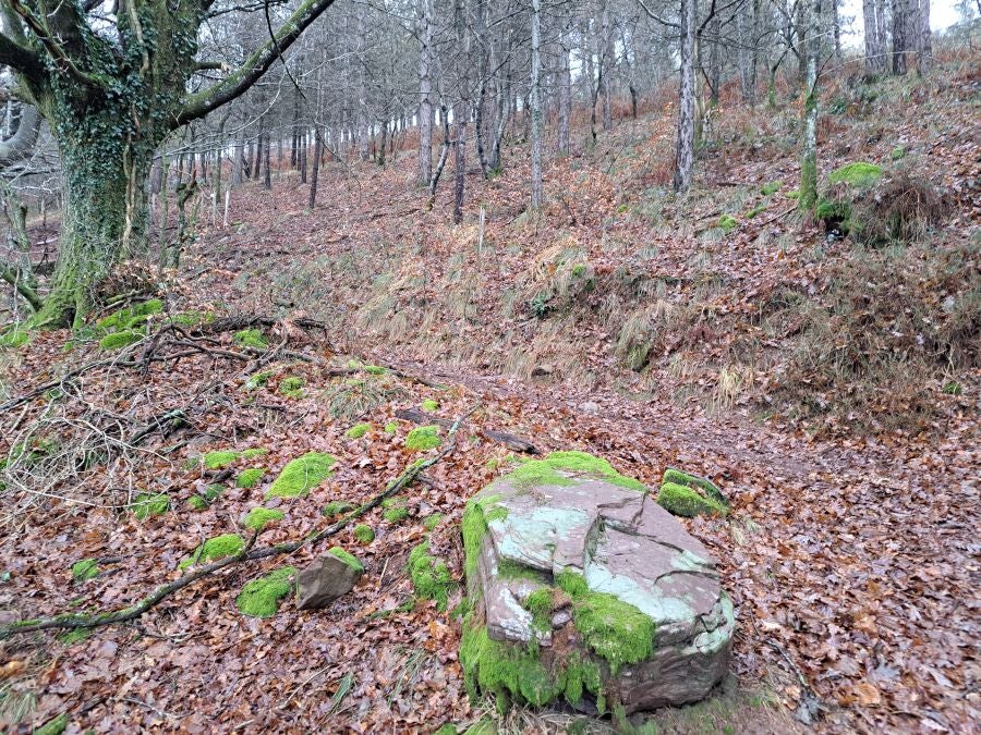 Ipuliño, hayas, pinos, robles y demás árboles en la muga de Gipuzkoa y Navarra