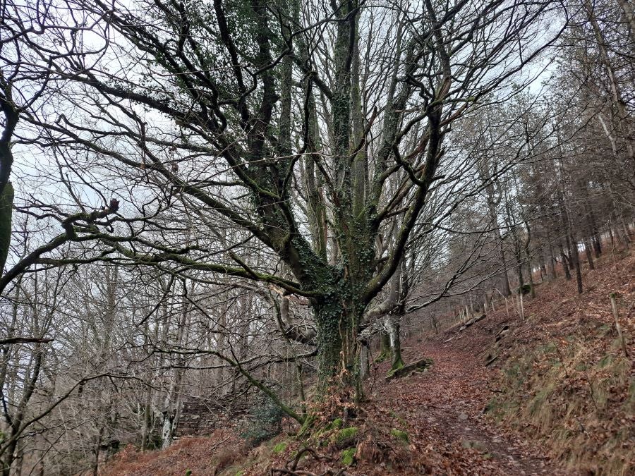 Ipuliño, hayas, pinos, robles y demás árboles en la muga de Gipuzkoa y Navarra