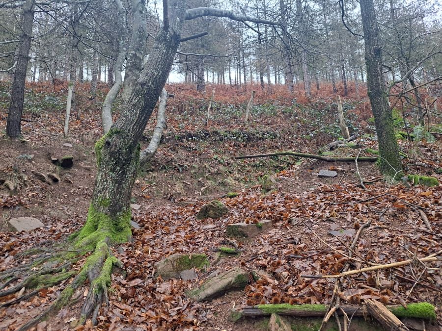 Ipuliño, hayas, pinos, robles y demás árboles en la muga de Gipuzkoa y Navarra