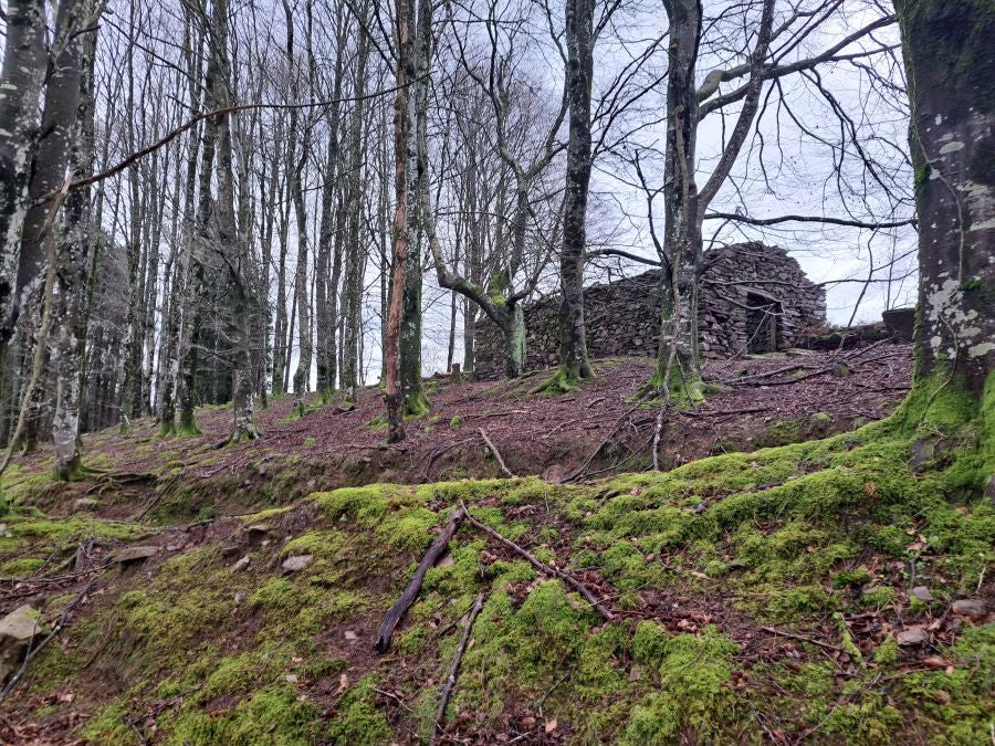 Ipuliño, hayas, pinos, robles y demás árboles en la muga de Gipuzkoa y Navarra