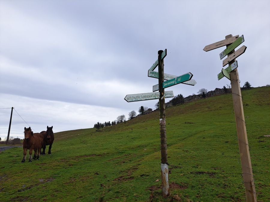 Ipuliño, hayas, pinos, robles y demás árboles en la muga de Gipuzkoa y Navarra