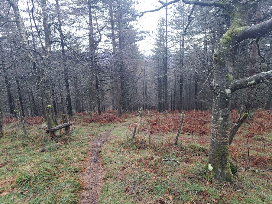 Ipuliño, hayas, pinos, robles y demás árboles en la muga de Gipuzkoa y Navarra