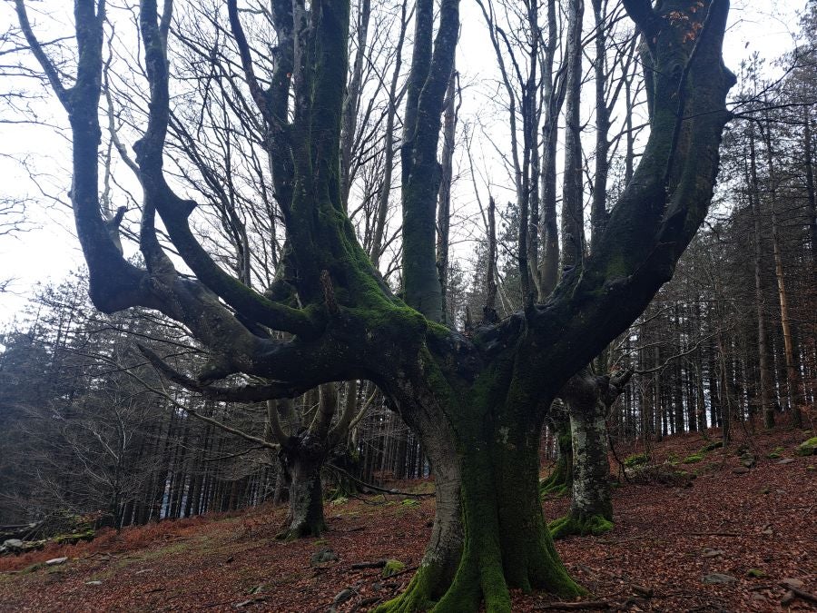 Ipuliño, hayas, pinos, robles y demás árboles en la muga de Gipuzkoa y Navarra