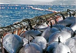 Itsas Balfegó sostiene que el proyecto beneficiará a los túnidos