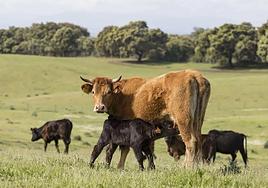 Muere un veterinario vasco golpeado por una vaca ciega en una finca de Badajoz
