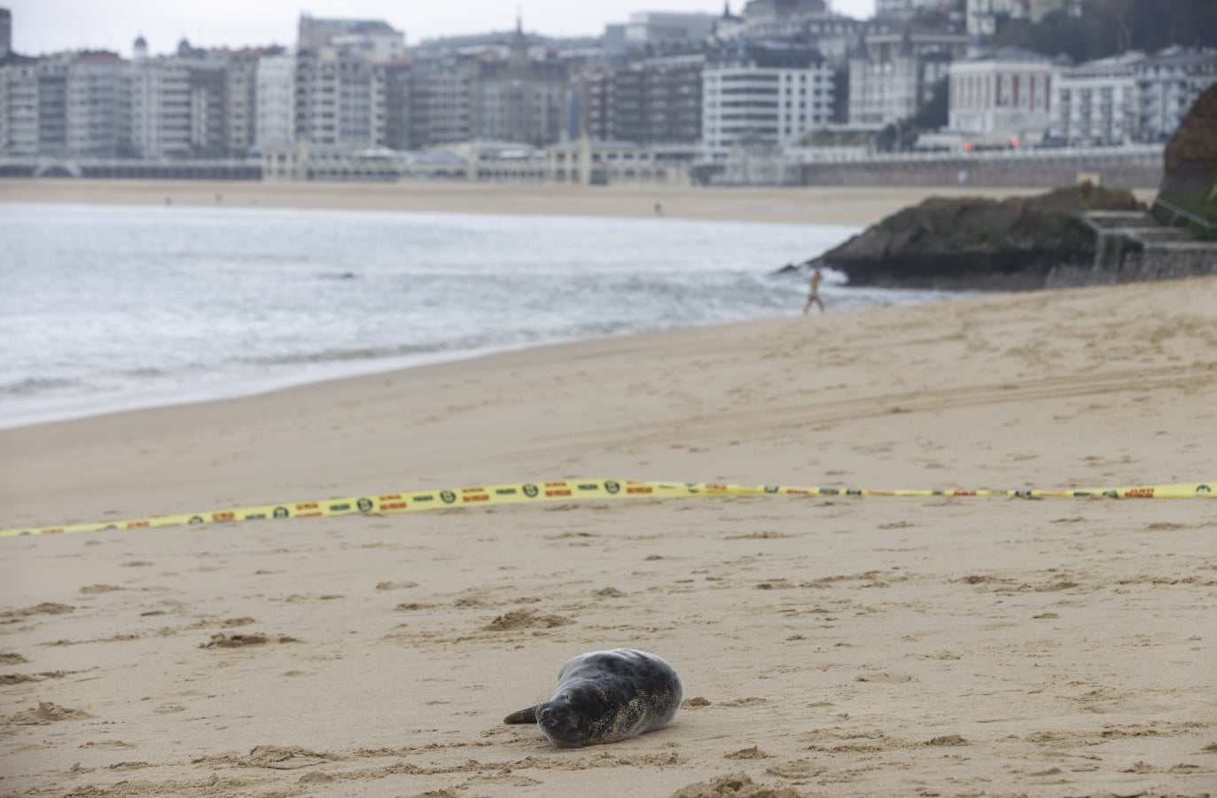 Una foca visita la playa de Ondarreta