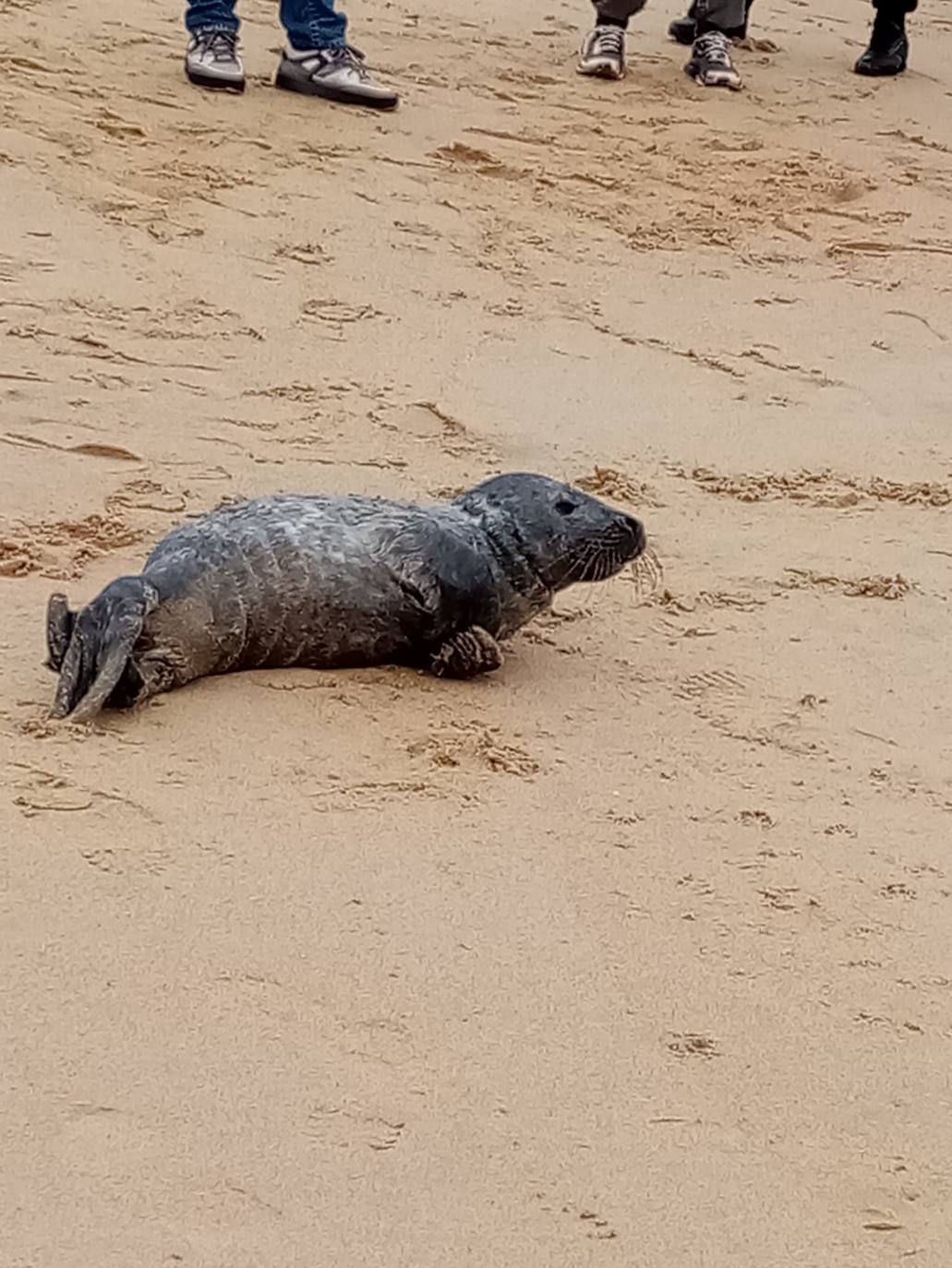 Una foca visita la playa de Ondarreta