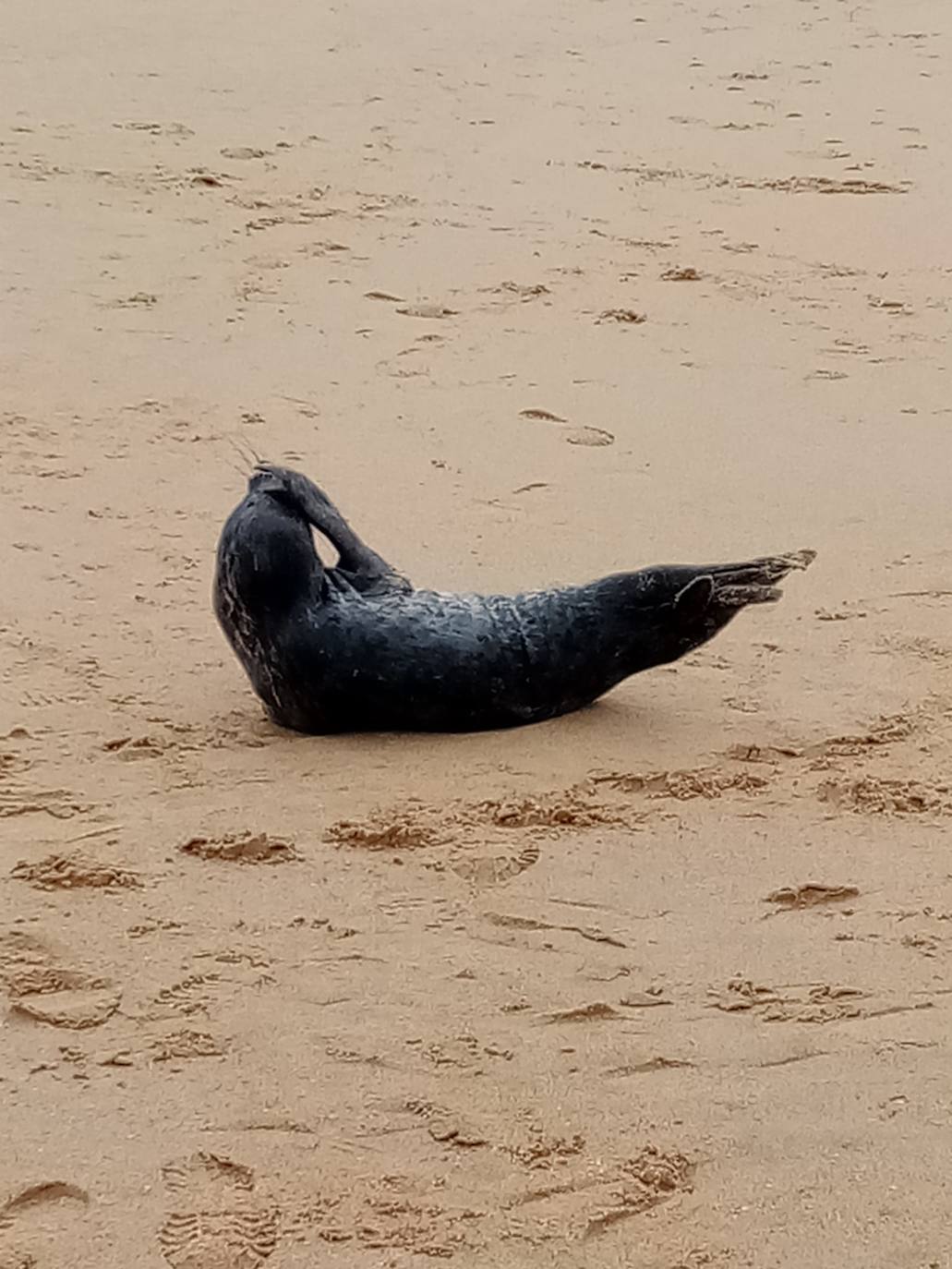 Una foca visita la playa de Ondarreta