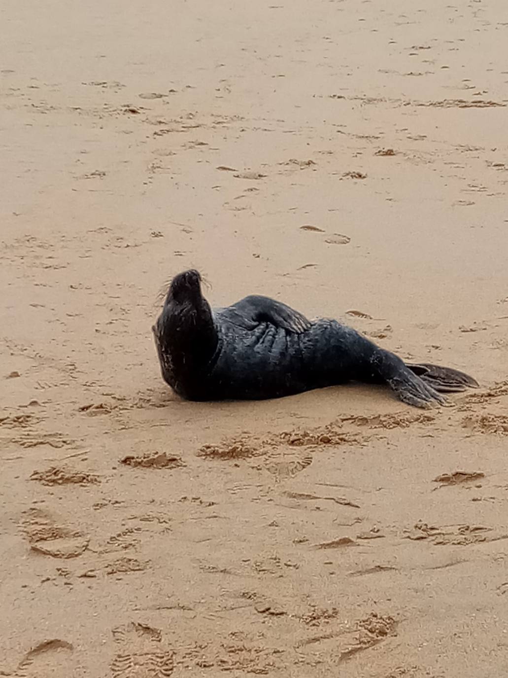 Una foca visita la playa de Ondarreta