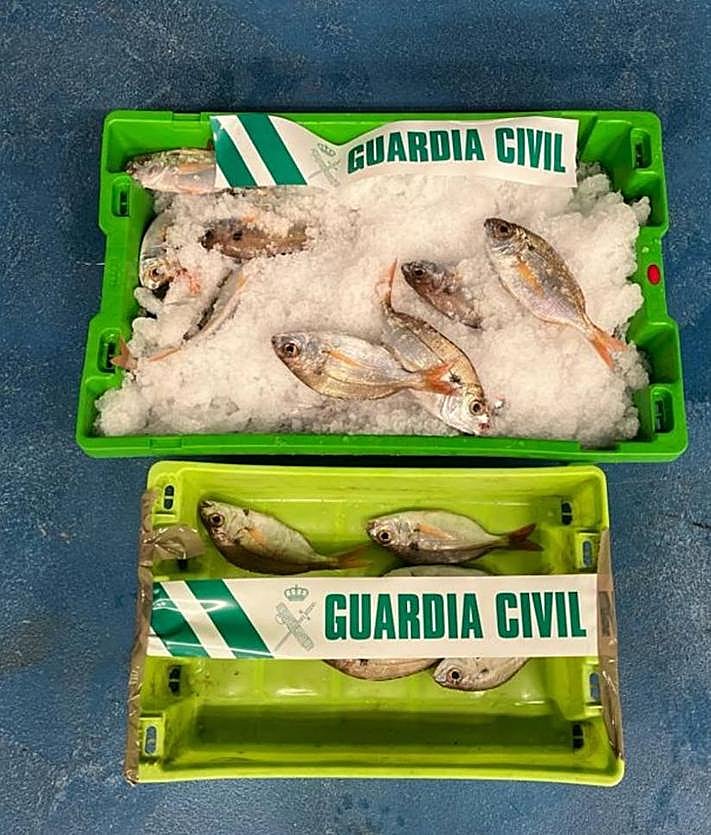 Imagen secundaria 2 - Denunciada una embarcación de pesca recreativa por capturar 60 besugos inmaduros