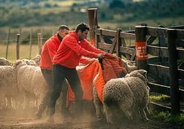 Xabi Prieto y Mejuto, en la prueba de las ovejas de El Conquis.