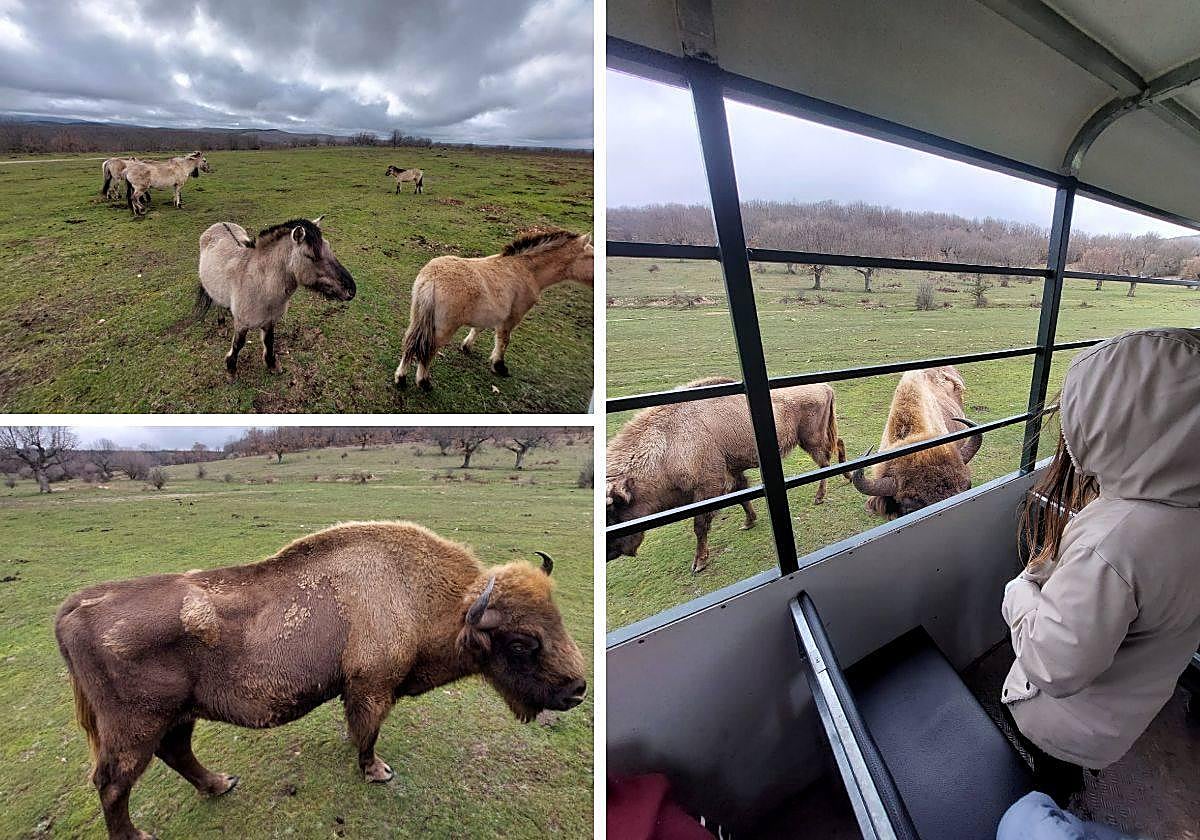 Caballos y bisontes, en el Paleolítico Vivo.