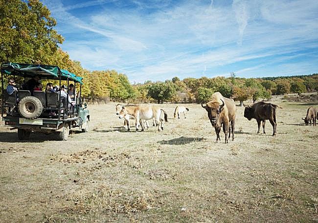 Caballos tartanes y bisontes en Paleolítico Vivo.