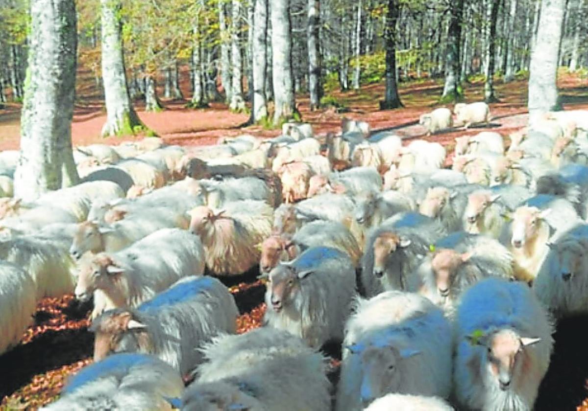 Han organizado visitas para ver las ovejas de la quesería Eguzki-borda. .