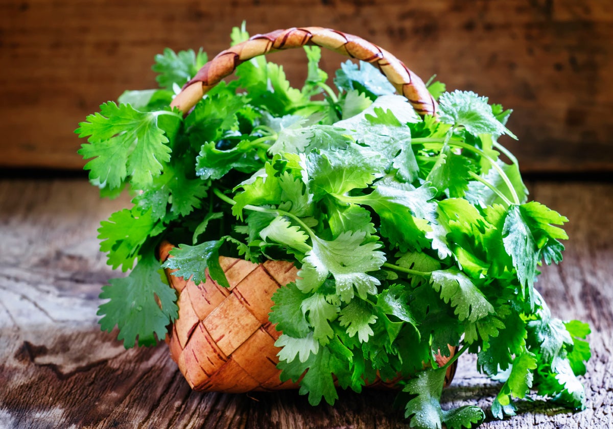 Las hojas del cilantro son muy apreciadas en la gastronomía.