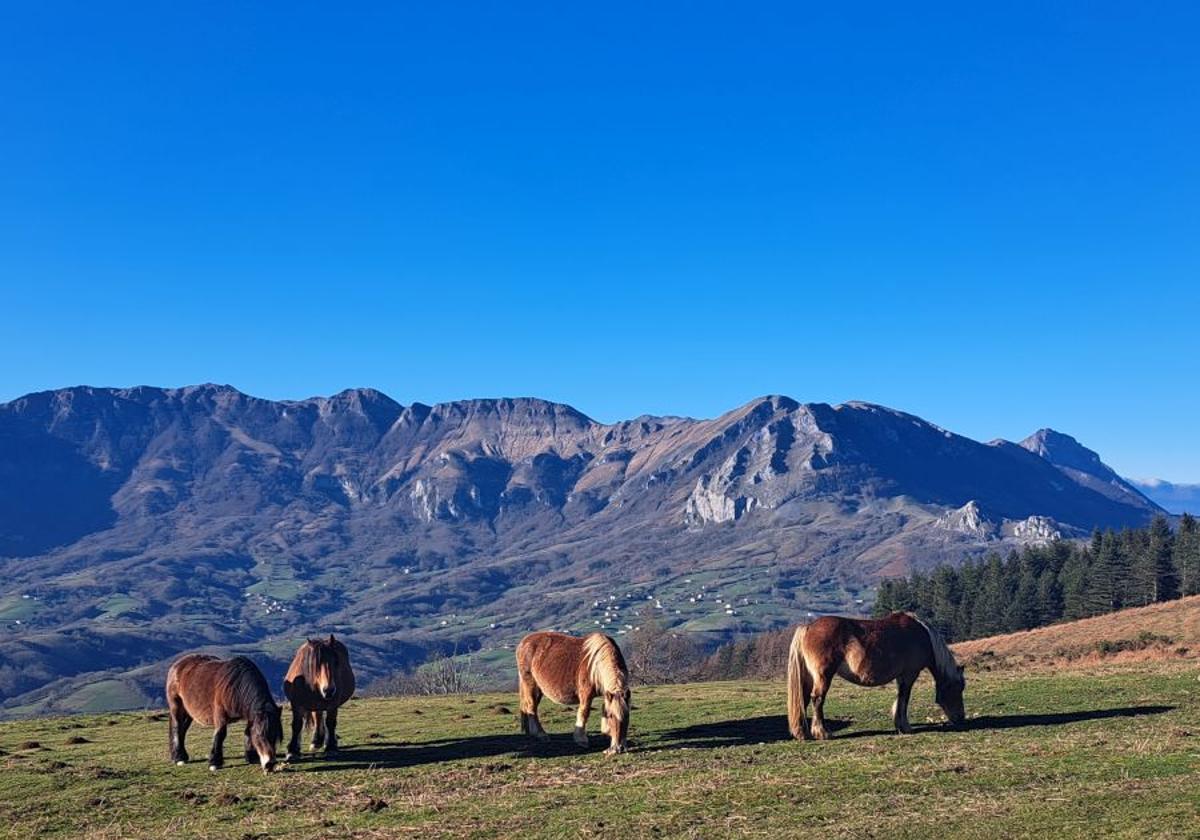 Grupo de yeguas que pastan en una campa de Gorriti con unas vistas espectaculares de Malloa zaharra con Balerdi y Larrunarri al fondo.