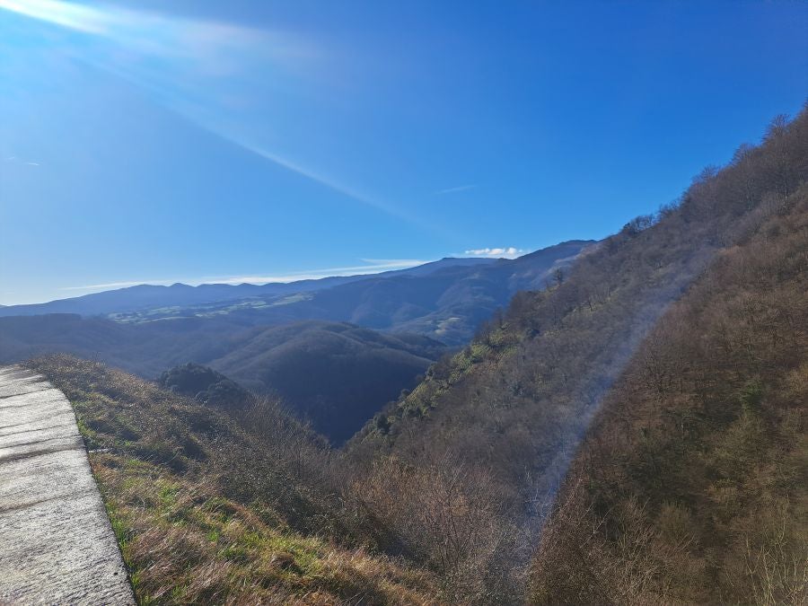 Musaio, al abrigo de las hayas trasmochas