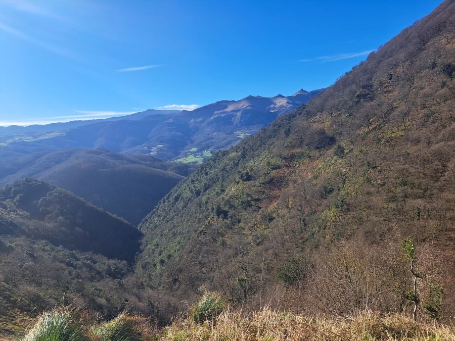 Musaio, al abrigo de las hayas trasmochas