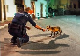 La imagen viral del ertzaina y el zorro: «La protección ciudadana vale para todo»