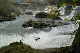 Dos salmones intentan remontar el Bidasoa a la altura de Bera.