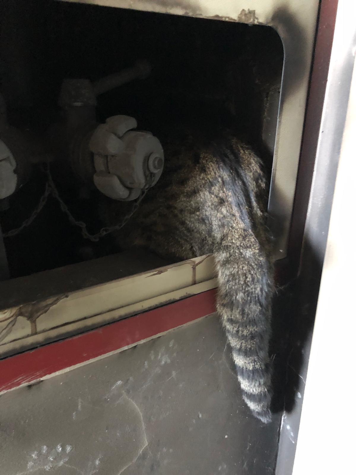 El gato 'Coco', en el lugar en el que lo han encontrado los bomberos en el edificio del Campanar.
