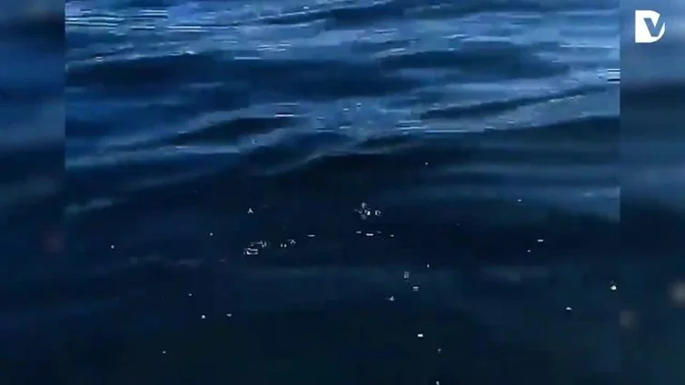 Navegando entre una familia de delfines en Jaizkibel
