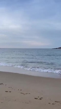 Un grupo de delfines se bañan en la bahía de La Concha