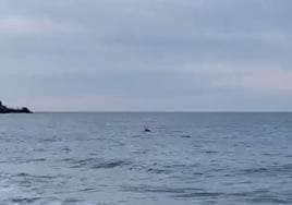 Un grupo de delfines nadan en la playa de La Concha de San Sebastián