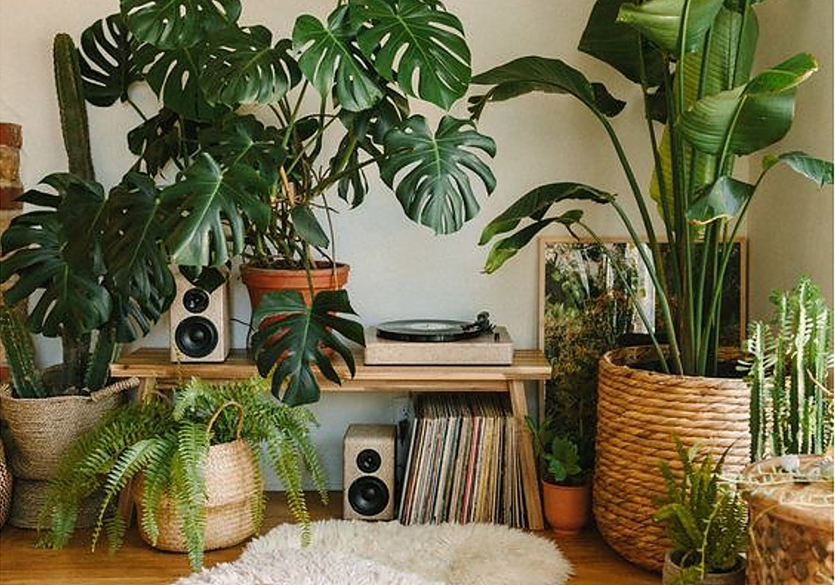 Una estancia decorada con variedad de plantas