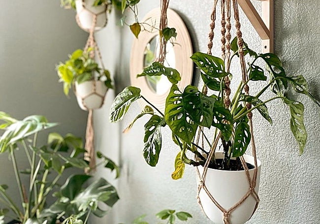 Colgadores de macramé con plantas