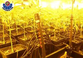 Plantas de marihuana en el pabellón desmantelado por la Ertzaintza.