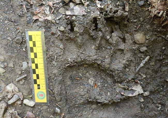 Huella de oso localizada en el valle de Roncal. Una pisada de 10 cm.