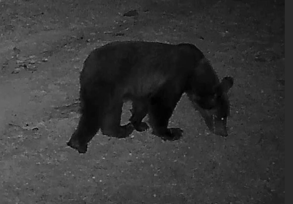 Imagen nocturna captada del joven oso 'Beroi' en los montes de Isaba el pasado 2023, en su primera incursión por Navarra.