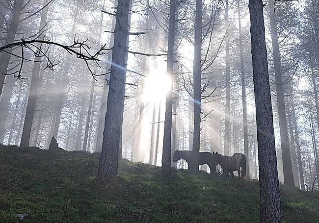 Yeguas en un pinar rodeadas de la niebla, mientras el sol va ganando altura. No existe buzón en Arizmendi.