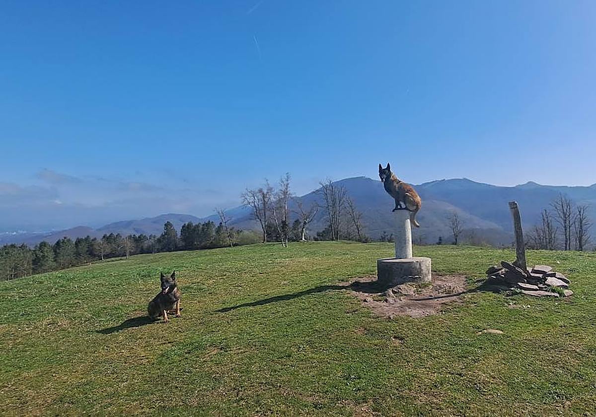 Dos hermosos canes descansan en el punto geodésico de Oindolar. El más ágil subió de un salto.