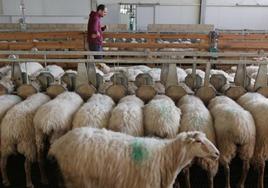 Los participantes conocerán las instalaciones de la escuela de pastores Gomiztegi.